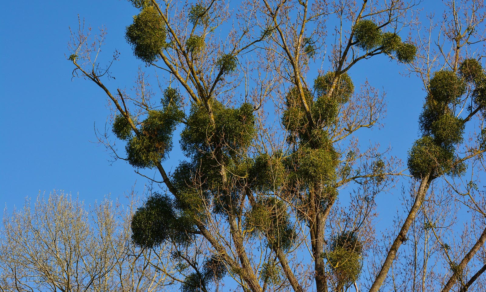 Mistletoe Therapy History